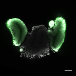 Day11_Optic cup_DAPI_GFP_Lucie Zilova